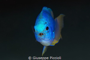 Chromed in blue by Giuseppe Piccioli 